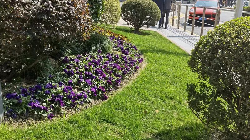 苗木种植技术视频教程：掌握关键步骤，提升成活率**