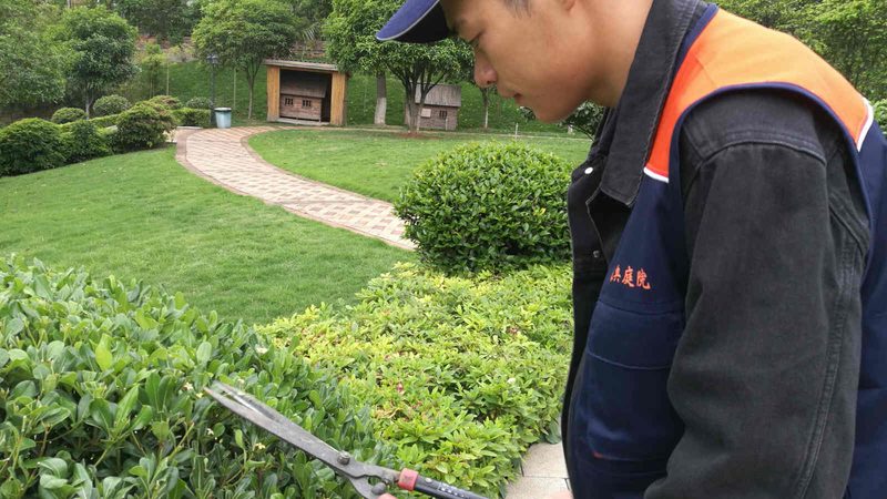 商场花卉租摆，如何选对心仪的绿植？**