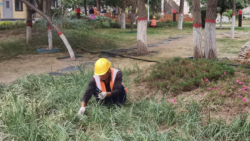 绿化养护加盟代理：成功案例背后的关键因素**