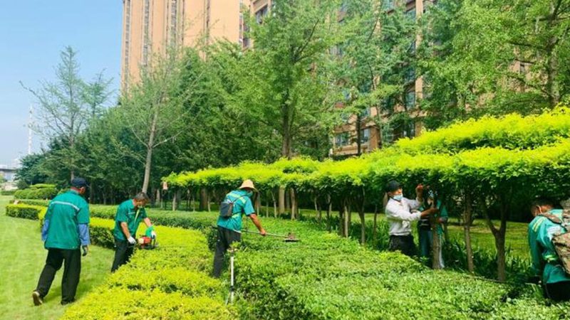 老旧小区绿化改造：养护方案全解析